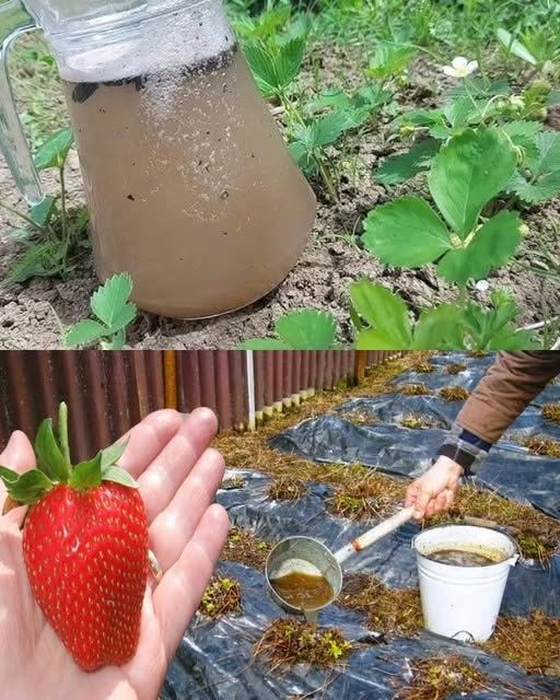 Toarnă asta la rădăcina căpșunilor primăvara, nu mai le lăsa să facă doar frunze! Dacă faci asta, în mai ai plin coșul