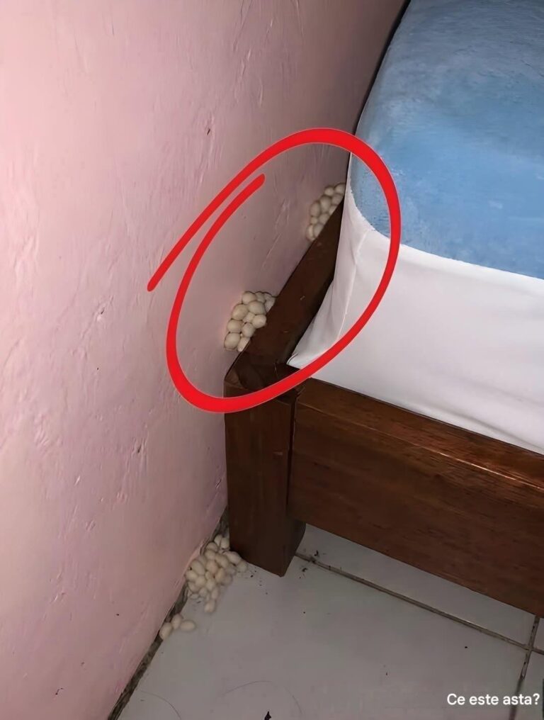 Seara, după o zi lungă la serviciu, m-am întors acasă obosit, sperând în sfârșit să dorm și să mă odihnesc. Deodată, am observat ceva lângă patul meu. Sincer, m-a speriat destul de mult. Odată ce frica inițială s-a potolit, am început să-l examinez cu atenție, încercând să-mi dau seama ce era, dar fără succes. Știe cineva ce este? Răspunsul este în primul comentariu.
