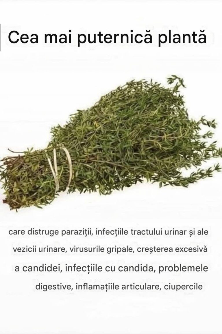 Cea mai puternică plantă care distruge paraziții și tractul urinar