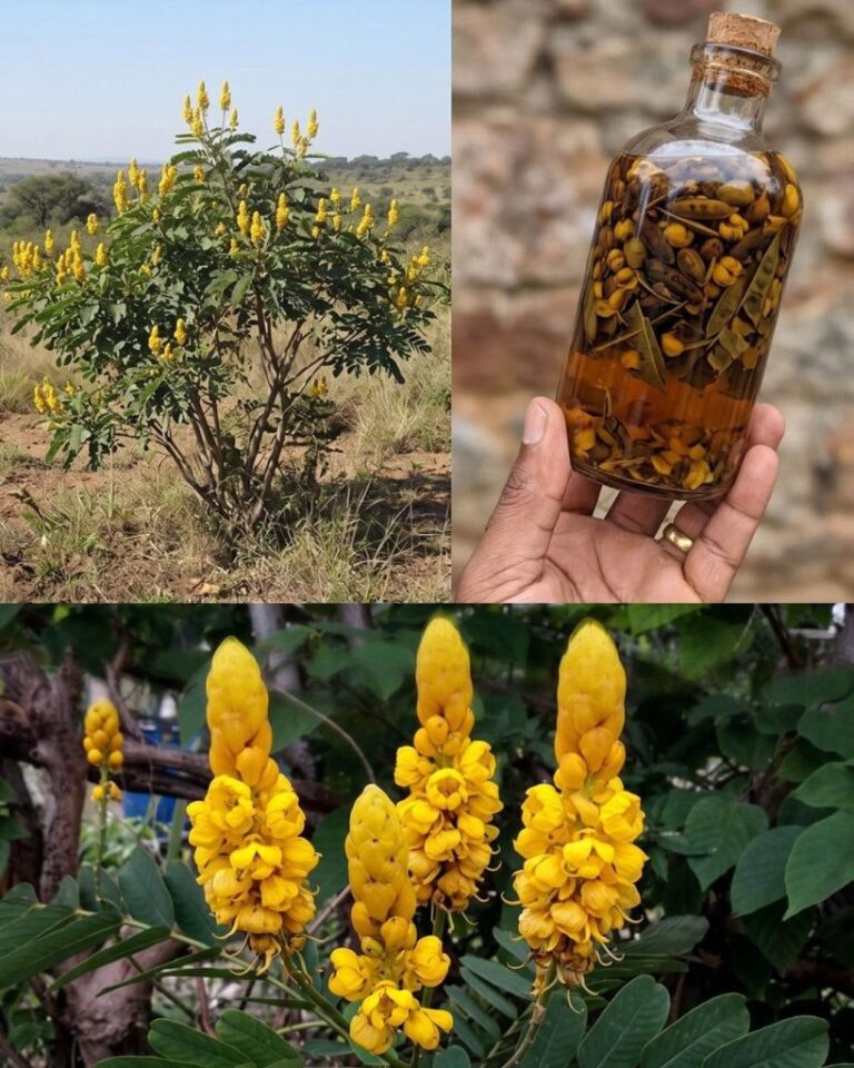 Senna Alexandrina: 7 beneficii și utilizări