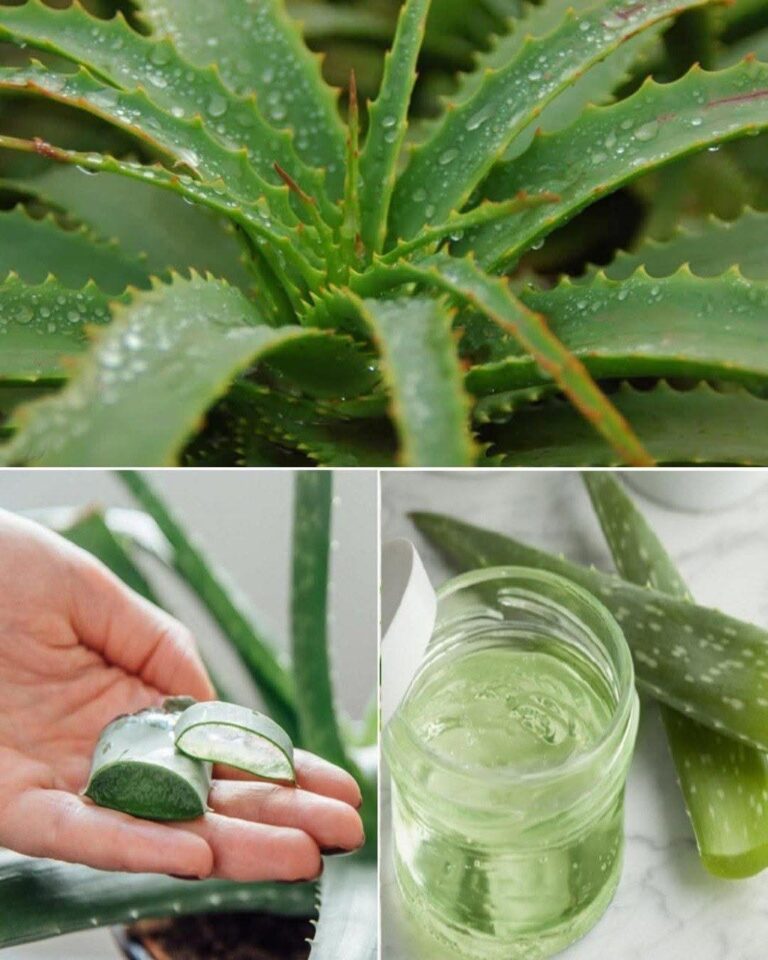 Dacă ai o Aloe Vera în casa ta – uite ce afecțiuni poți trata cu această plantă minune.