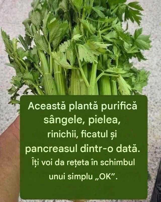 Sucul de țelină purifică rinichii, ficatul și plămânii.