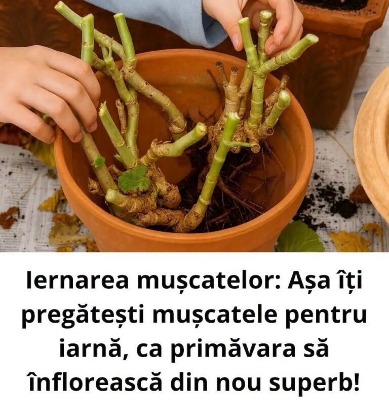 Iernarea mușcatelor: Așa îți pregătești mușcatele pentru iarnă, ca primăvara să înflorească din nou superb!