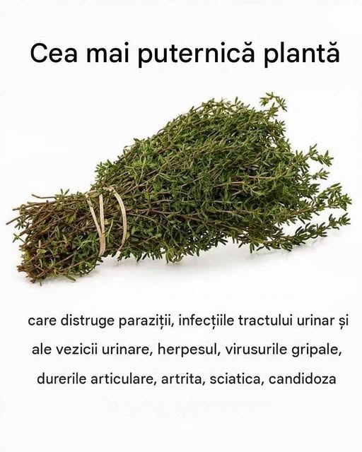 🌿 O plantă cu proprietăți uimitoare? Descoperă ce spune tradiția despre remediile naturale! 🍃✨