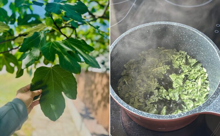 Ce trebuie să știți despre ceaiul din frunze de smochin: beneficii și mod de preparare