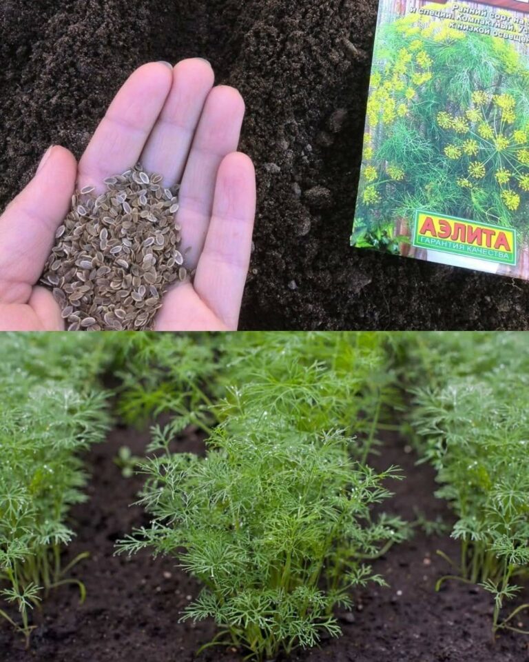 Ghid complet pentru cultivarea mărarului în grădină