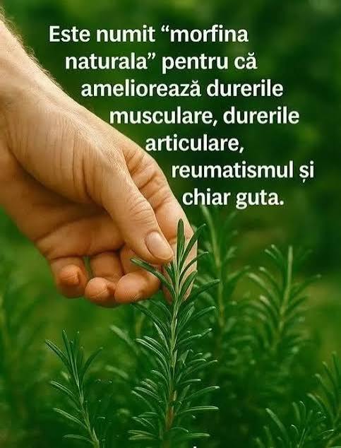 Cea mai puternică și mai vindecătoare plantă, pe care oamenii o ignoră și nu-i cunosc puterea, se numește…